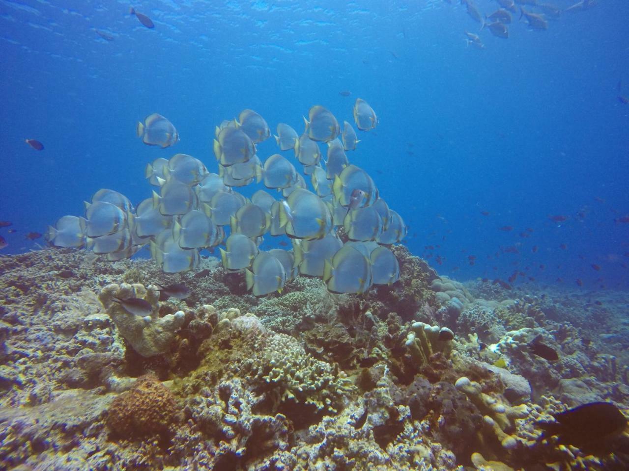 Blue Shark Divers Bunaken Exterior photo